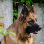 brown and black german shepherd