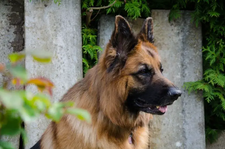 brown and black german shepherd