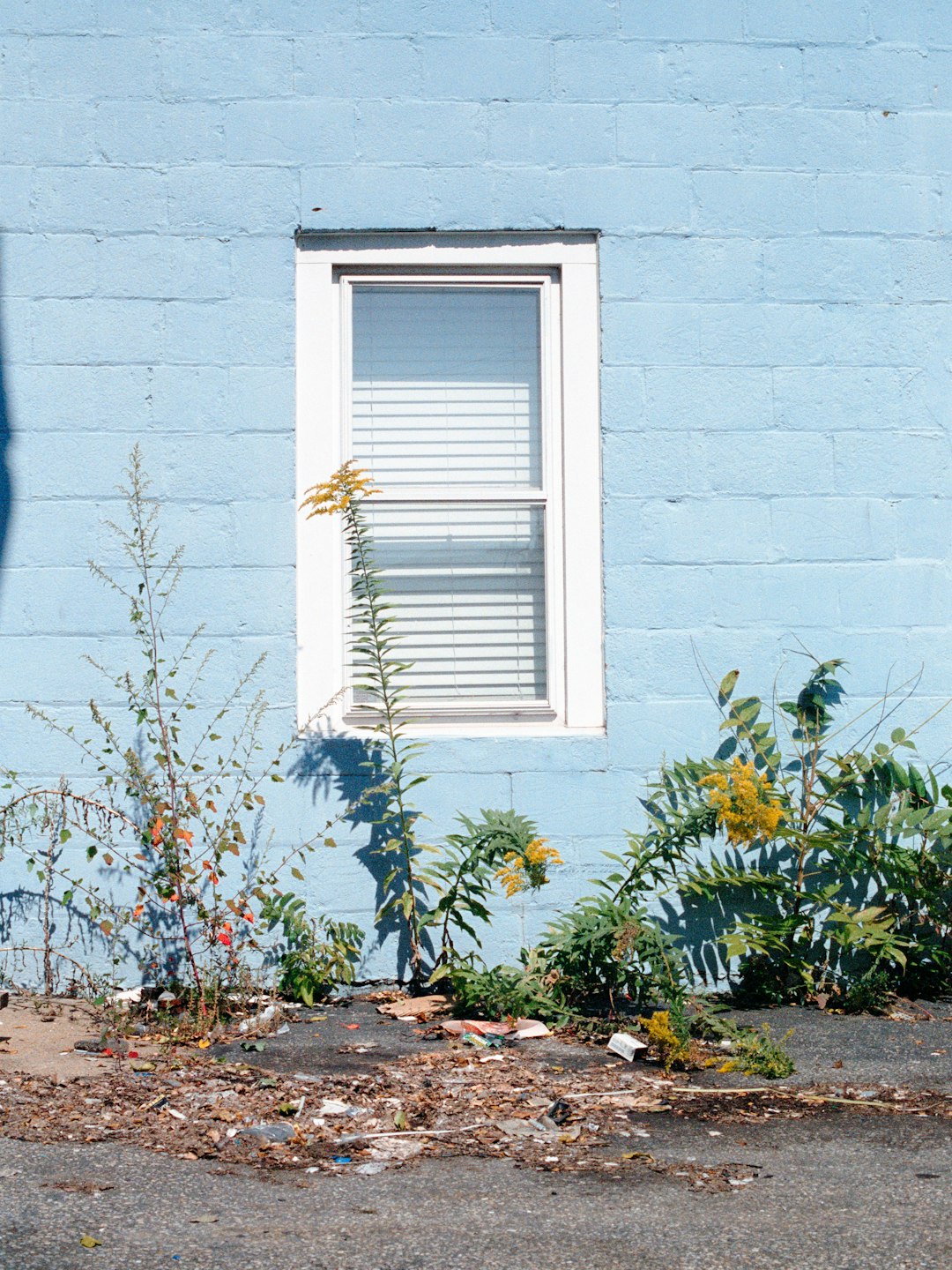 a blue building with a window and a plant in front of it