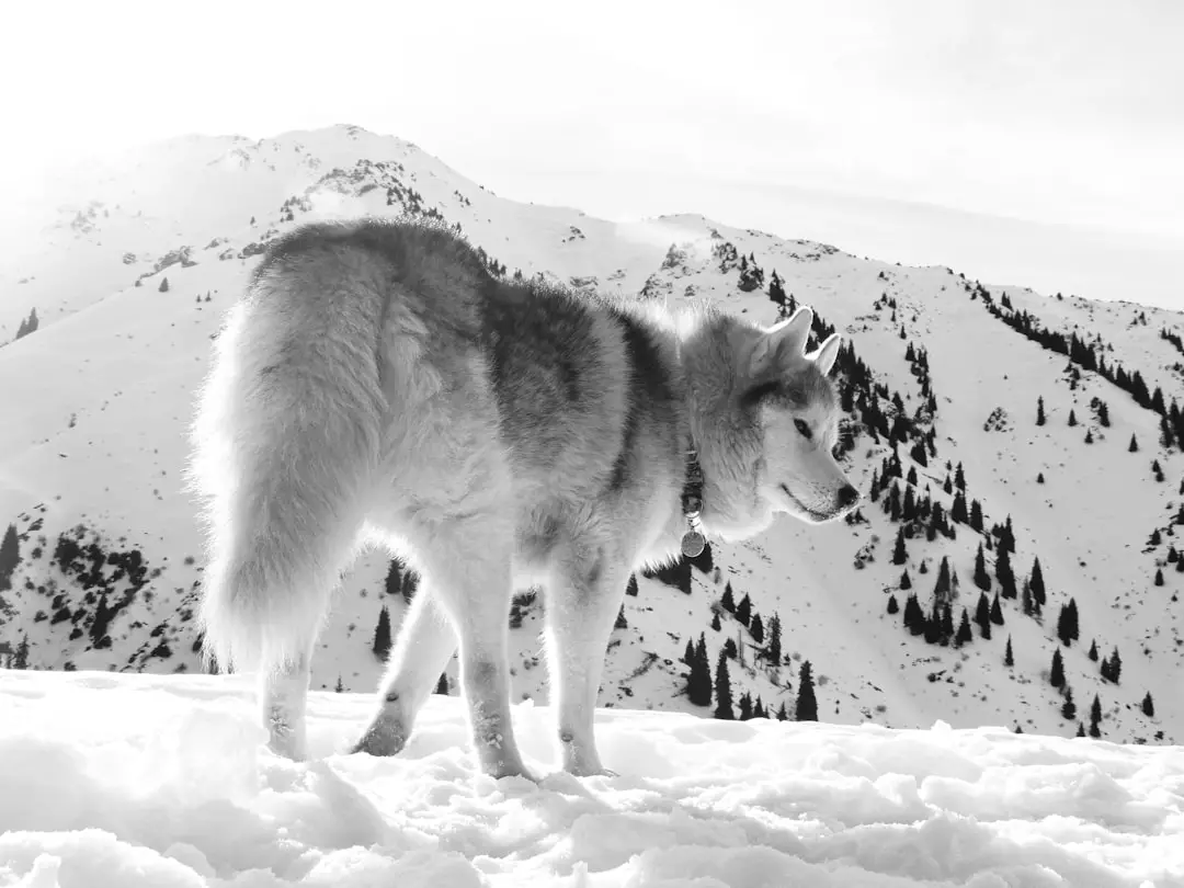 a wolf standing in the snow in front of a mountain