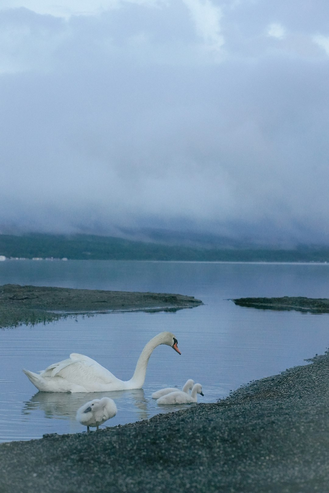 a couple of white swans floating on top of a lake