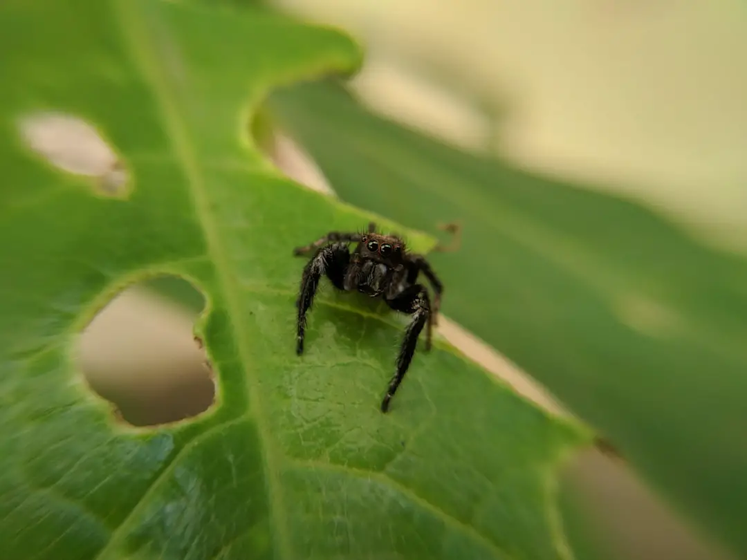 black spider on green leaf