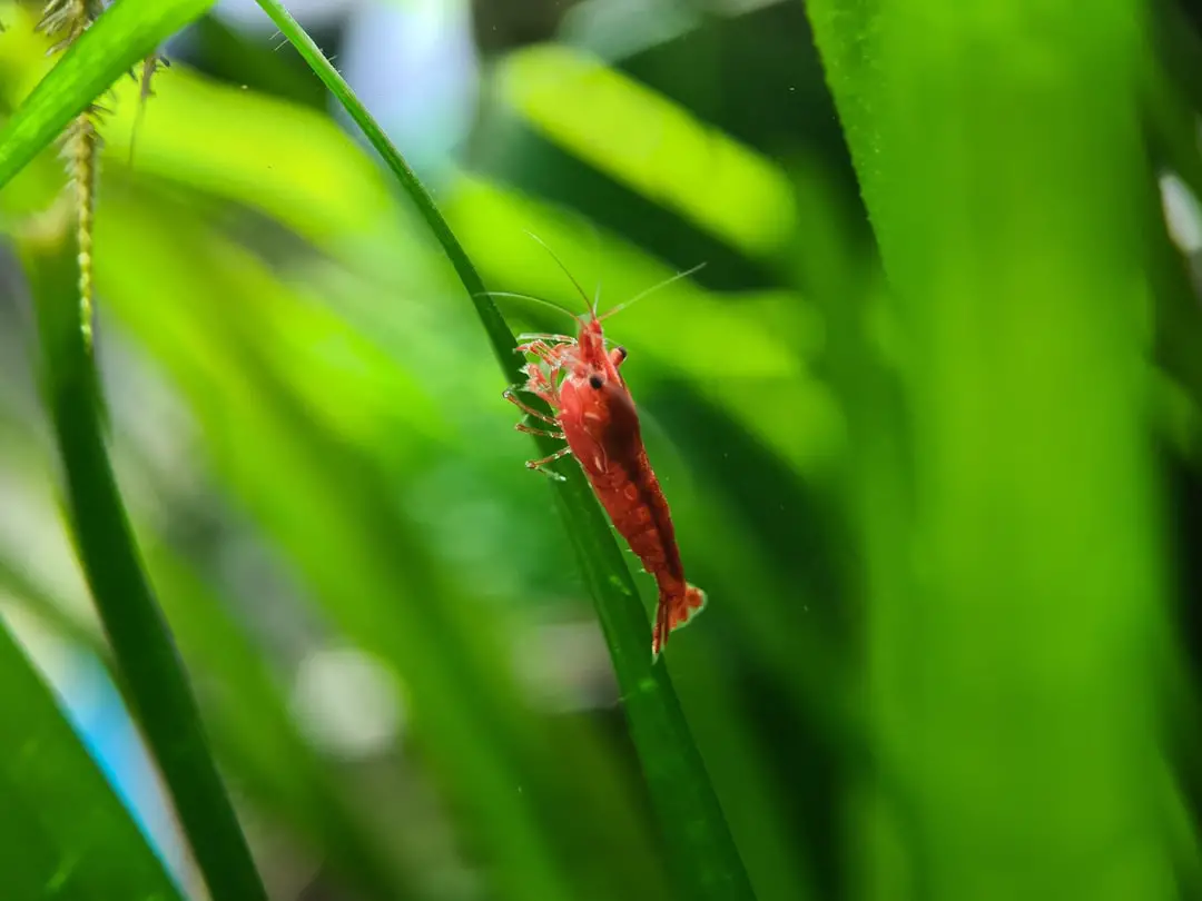 A red bug sitting on top of a green plant