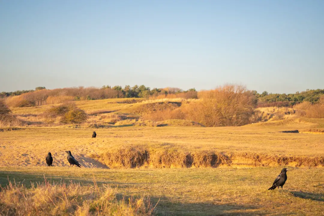 A group of birds standing on top of a grass covered field