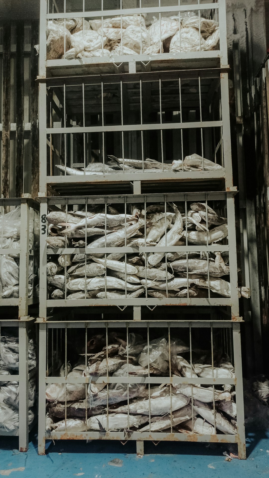 Frozen fish is stacked in metal storage containers.