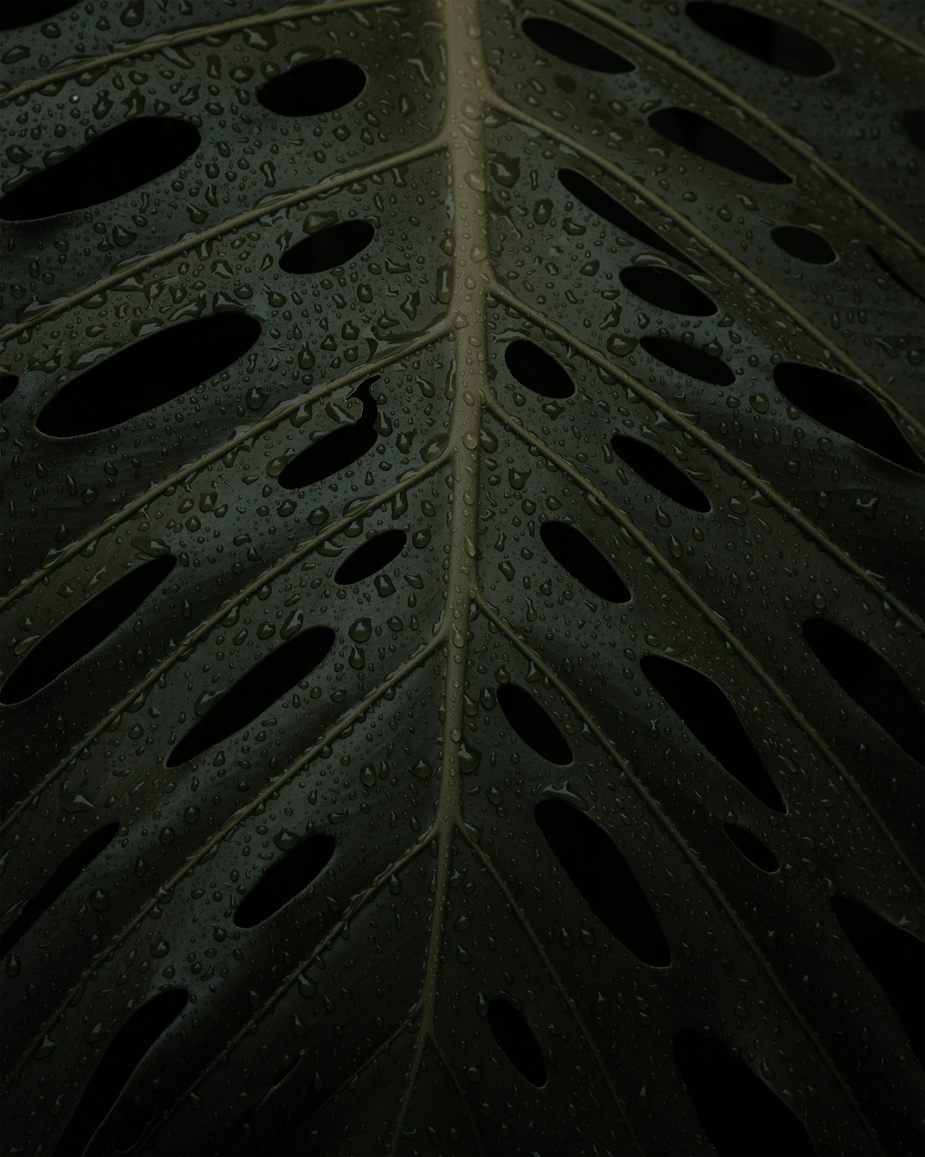 🎯 Conclusion: Our Expert Verdict on Bridgestone’s Quietest Tires by Quietest a close up of a leaf with water droplets on it
