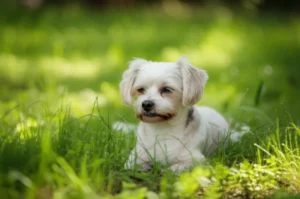 Featured image for 9 Small Dogs That Dont Bark and Can Be Left Alone 2026